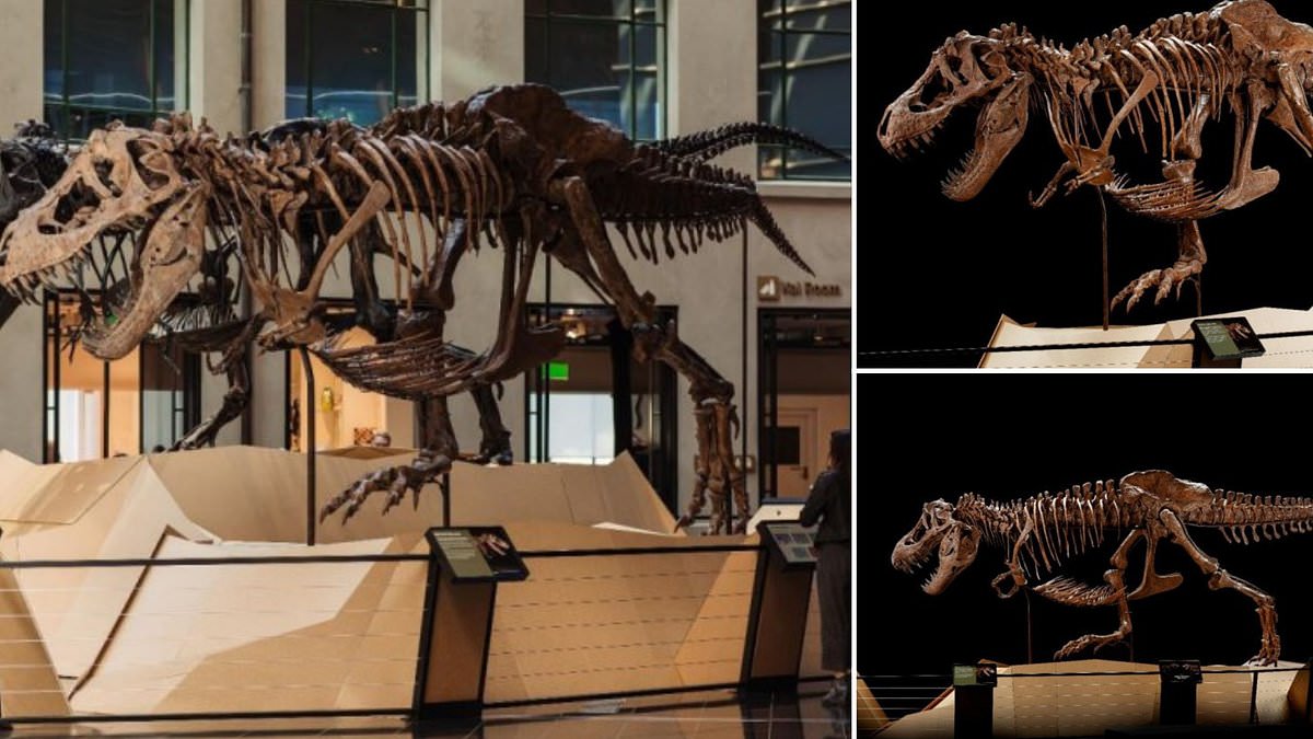 Skeletons of two T-Rexes go on display in a New Zealand museum