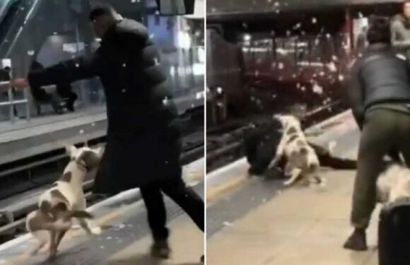 Terrifying moment ‘XL Bully’ dog attacks man on train station platform after ‘offering to help woman control pets’ – The Sun | The Sun