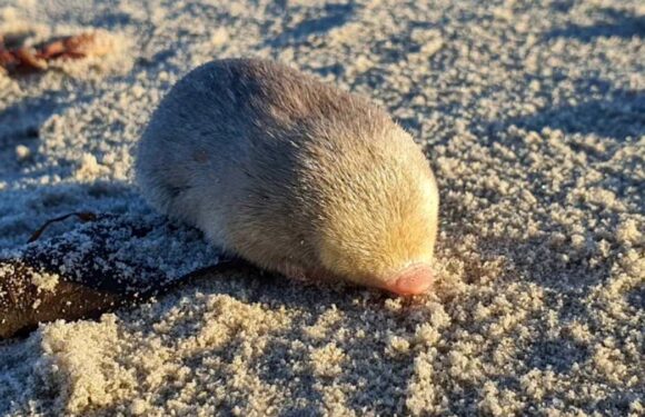 Tiny mole thought to be extinct seen for the first time since 1936