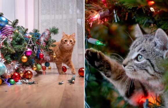 Your Christmas tree could be LETHAL for your cat, vets warn