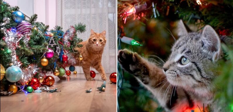 Your Christmas tree could be LETHAL for your cat, vets warn