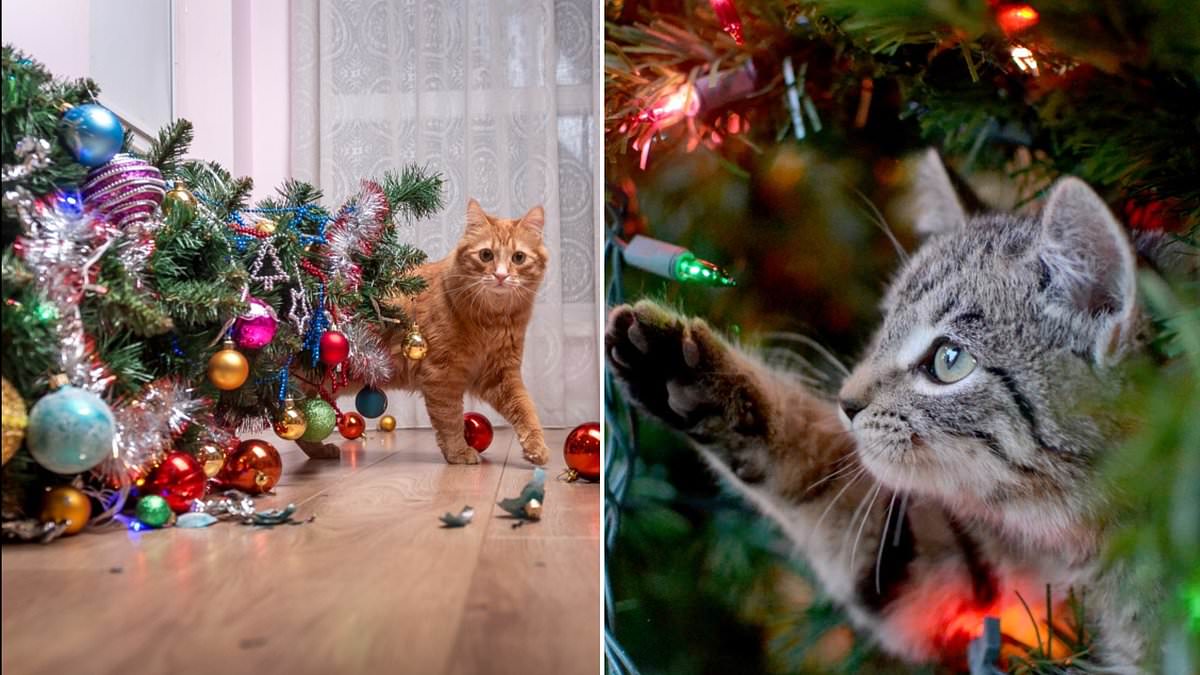 Your Christmas tree could be LETHAL for your cat, vets warn