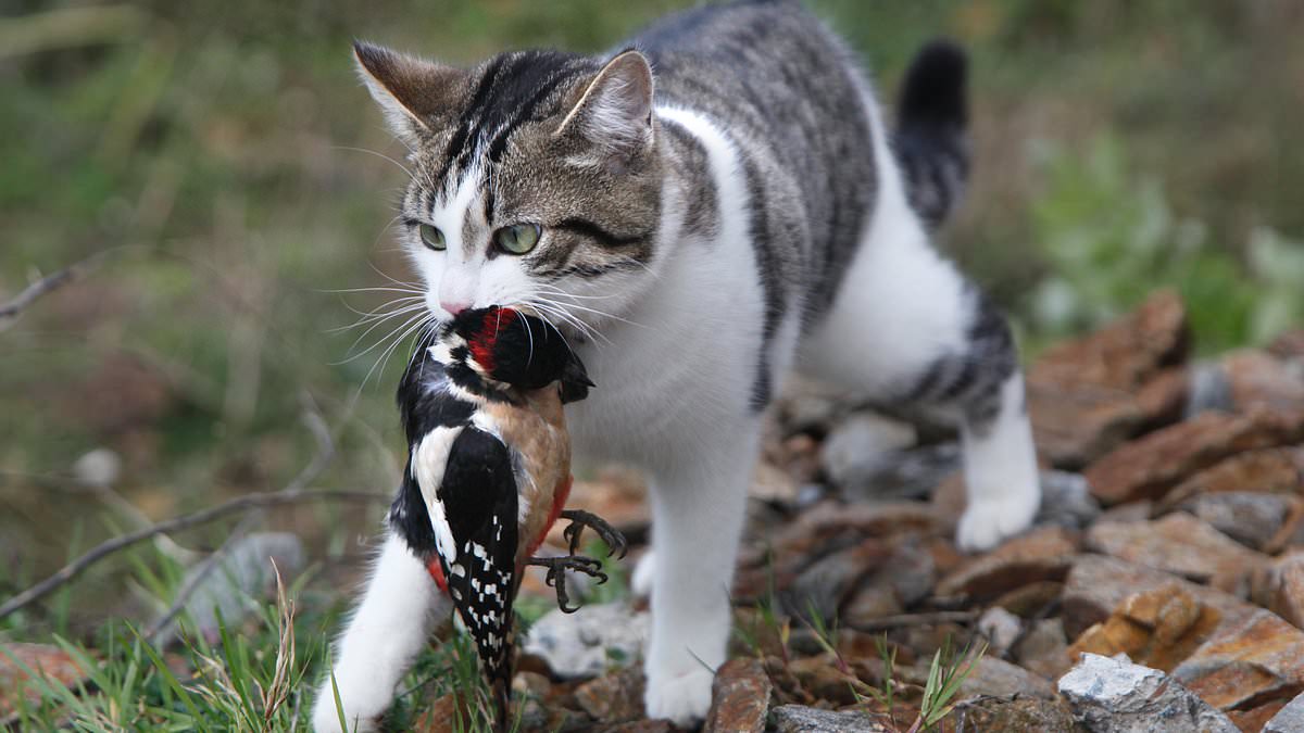 Your free-ranging pet cat is disastrous to environment, study finds